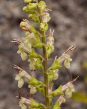 Fotografia da espécie Teucrium scorodonia