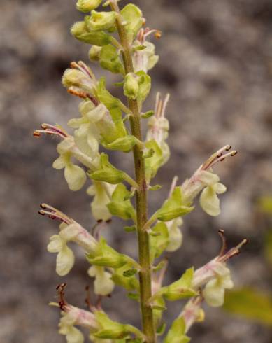 Fotografia de capa Teucrium scorodonia subesp. scorodonia - do Jardim Botânico