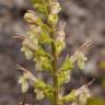 Fotografia 1 da espécie Teucrium scorodonia subesp. scorodonia do Jardim Botânico UTAD