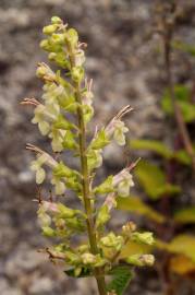 Fotografia da espécie Teucrium scorodonia subesp. scorodonia