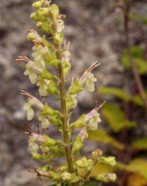 Fotografia 10 da espécie Teucrium scorodonia subesp. scorodonia no Jardim Botânico UTAD