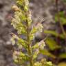 Fotografia 10 da espécie Teucrium scorodonia subesp. scorodonia do Jardim Botânico UTAD