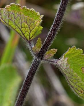 Fotografia 11 da espécie Teucrium scorodonia subesp. scorodonia no Jardim Botânico UTAD