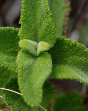 Fotografia 12 da espécie Teucrium scorodonia subesp. scorodonia no Jardim Botânico UTAD