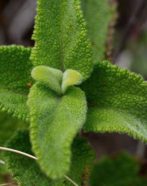 Fotografia 12 da espécie Teucrium scorodonia subesp. scorodonia no Jardim Botânico UTAD