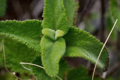 Fotografia da espécie Teucrium scorodonia subesp. scorodonia