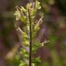 Fotografia 13 da espécie Teucrium scorodonia subesp. scorodonia do Jardim Botânico UTAD