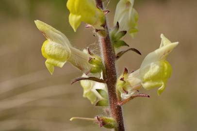 Fotografia da espécie Antirrhinum meonanthum