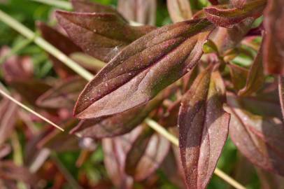 Fotografia da espécie Antirrhinum meonanthum