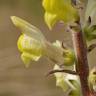 Fotografia 12 da espécie Antirrhinum meonanthum do Jardim Botânico UTAD