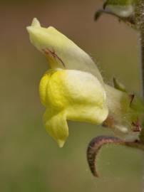 Fotografia da espécie Antirrhinum meonanthum