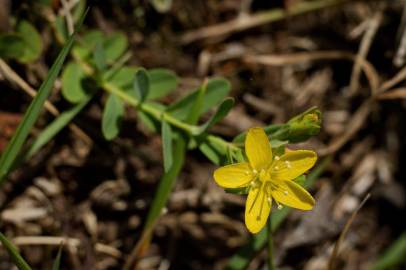 Fotografia da espécie Hypericum humifusum