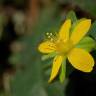 Fotografia 6 da espécie Hypericum humifusum do Jardim Botânico UTAD