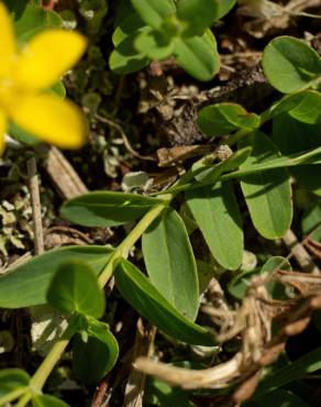 Fotografia 8 da espécie Hypericum humifusum no Jardim Botânico UTAD