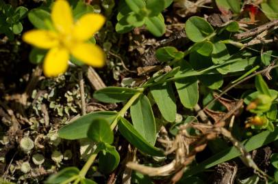 Fotografia da espécie Hypericum humifusum