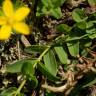 Fotografia 8 da espécie Hypericum humifusum do Jardim Botânico UTAD