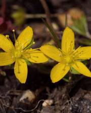 Fotografia da espécie Hypericum humifusum