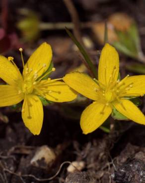 Fotografia 1 da espécie Hypericum humifusum no Jardim Botânico UTAD