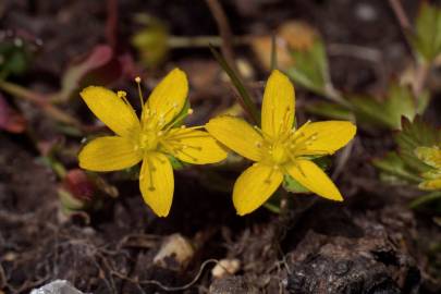 Fotografia da espécie Hypericum humifusum