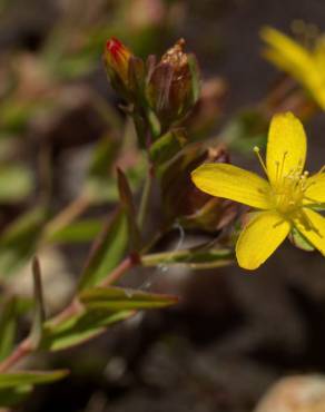 Fotografia 9 da espécie Hypericum humifusum no Jardim Botânico UTAD