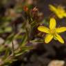 Fotografia 9 da espécie Hypericum humifusum do Jardim Botânico UTAD