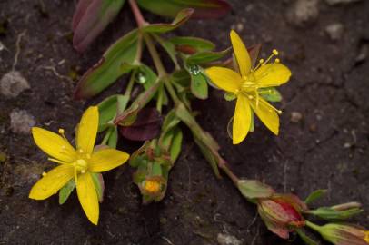 Fotografia da espécie Hypericum humifusum