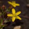 Fotografia 12 da espécie Hypericum humifusum do Jardim Botânico UTAD