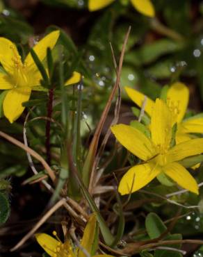 Fotografia 14 da espécie Hypericum humifusum no Jardim Botânico UTAD