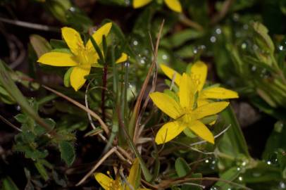 Fotografia da espécie Hypericum humifusum