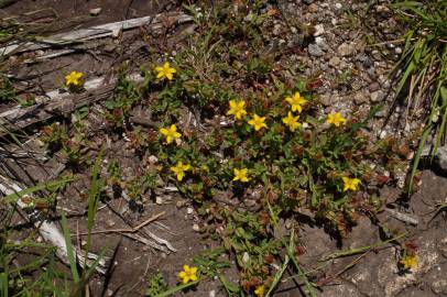 Fotografia da espécie Hypericum humifusum