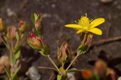 Fotografia da espécie Hypericum humifusum