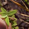 Fotografia 17 da espécie Hypericum humifusum do Jardim Botânico UTAD