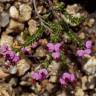 Fotografia 7 da espécie Erica umbellata do Jardim Botânico UTAD