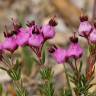 Fotografia 8 da espécie Erica umbellata do Jardim Botânico UTAD