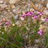 Fotografia 9 da espécie Erica umbellata do Jardim Botânico UTAD