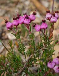 Erica umbellata