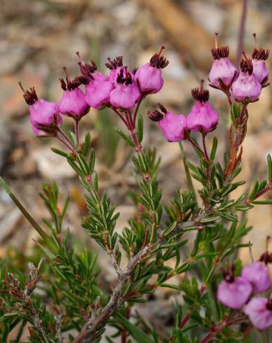 Fotografia de capa Erica umbellata - do Jardim Botânico