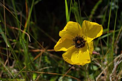 Fotografia da espécie Tuberaria globulariifolia