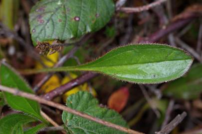 Fotografia da espécie Tuberaria globulariifolia