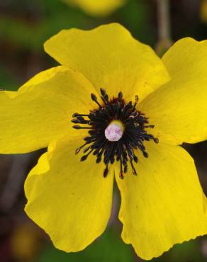 Fotografia 5 da espécie Tuberaria globulariifolia no Jardim Botânico UTAD