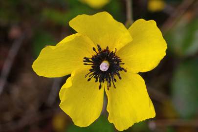 Fotografia da espécie Tuberaria globulariifolia