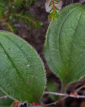 Fotografia 6 da espécie Tuberaria globulariifolia no Jardim Botânico UTAD