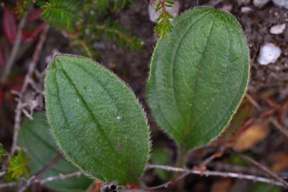 Fotografia da espécie Tuberaria globulariifolia