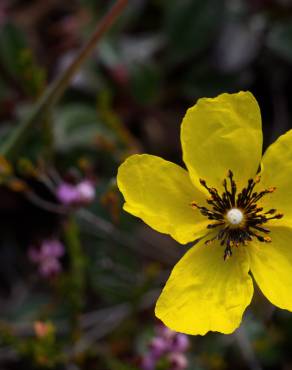 Fotografia 7 da espécie Tuberaria globulariifolia no Jardim Botânico UTAD