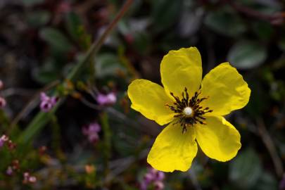 Fotografia da espécie Tuberaria globulariifolia