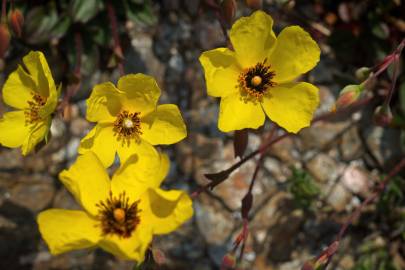 Fotografia da espécie Tuberaria globulariifolia