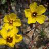Fotografia 8 da espécie Tuberaria globulariifolia do Jardim Botânico UTAD