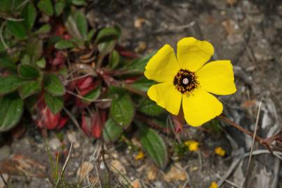 Fotografia da espécie Tuberaria globulariifolia