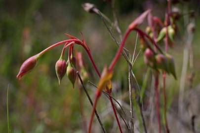 Fotografia da espécie Tuberaria globulariifolia