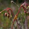 Fotografia 10 da espécie Tuberaria globulariifolia do Jardim Botânico UTAD